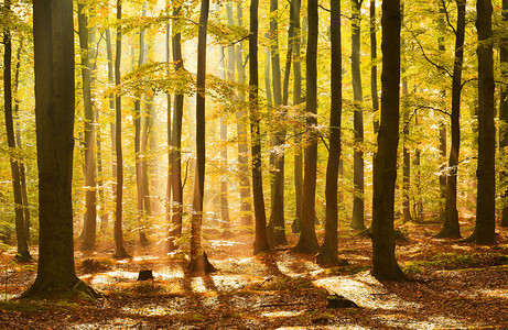 美丽的魔法森林落下的棕叶背景图片