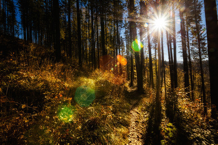 在树林拍摄的温暖秋天风景照片图片