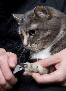 修补猫指甲图片