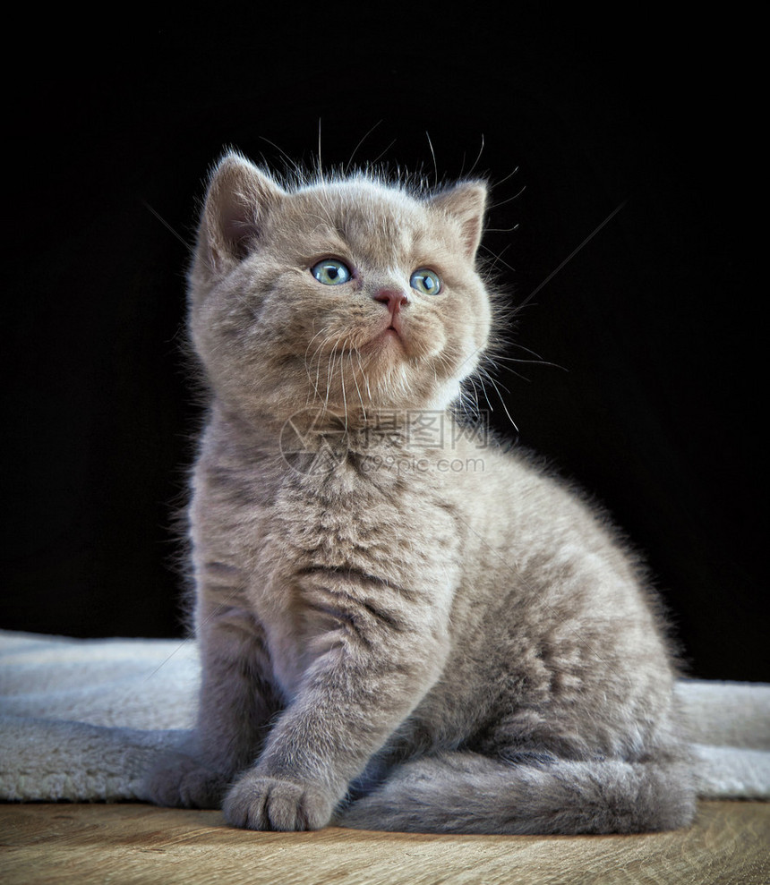 英国短毛小猫的肖像图片