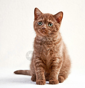 棕色英国短毛猫的肖像图片