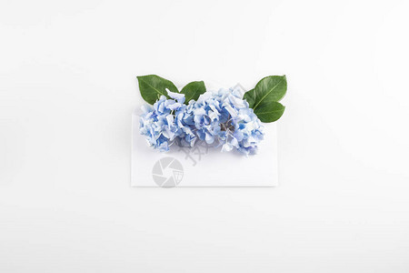 信封中的蓝色绣球花白色隔离图片