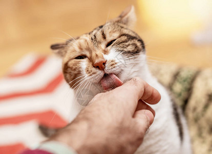 可爱的猫用粗糙的舌头舔着图片