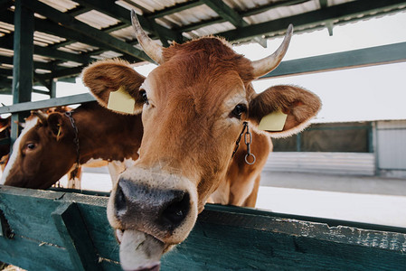 家庭棕奶牛在农场小摊图片