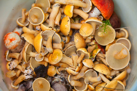 森林篮子里的食用野生蘑菇图片