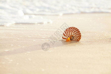 浅沙滩上的鹦鹉螺贝壳图片