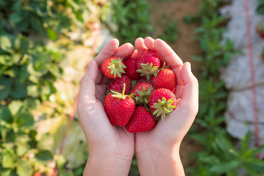 手边有新鲜草莓泰国草莓种植图片