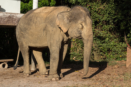 大象在泰国Phangn图片
