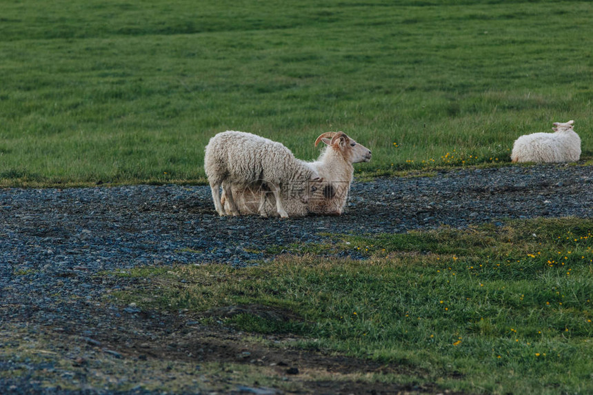冰岛美丽的草地上放牧绵羊的风景图片