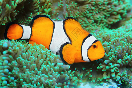 热带礁鱼水下照片小丑鱼Amphiprionocellaris宏图片