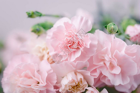 浅色背景中精致的浅粉色康乃馨花图片
