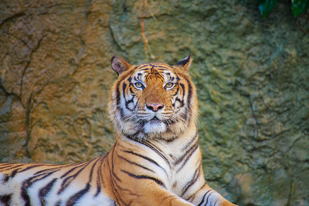 动物园里的皇家老虎图片