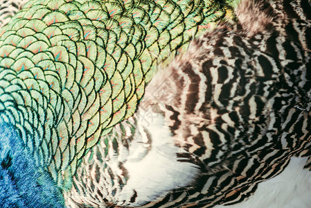 彩色孔雀羽毛背景的图片