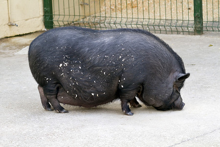越南大肚猪图片