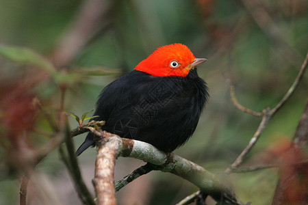 小红鸟和小黑鸟红色夹层马纳金Piprapsideis图片