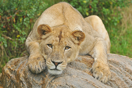 母狮在巨石上休息图片
