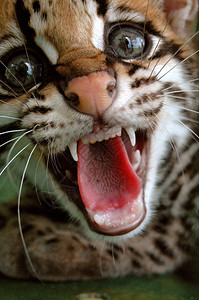 生活在南美洲雨林的奥塞洛特或矮豹Leoparduspara图片