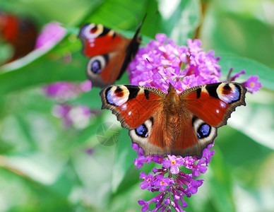 孔雀蝴蝶坐在丁香花上图片