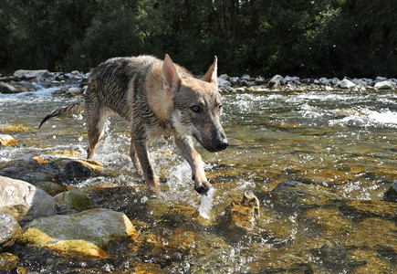 走在河里的美丽的小狼图片