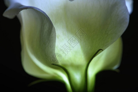 美丽的Calla百合花在背景图片