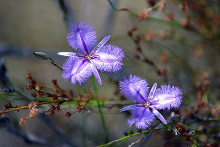 澳大利亚悉尼皇家国公园的两朵紫色澳大利亚本土普通边缘百合图片