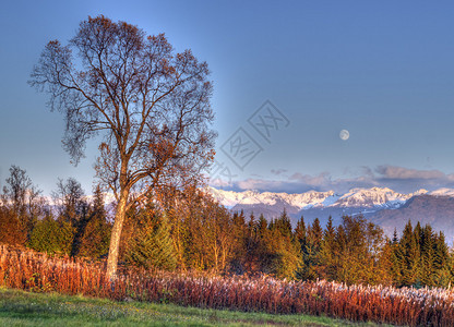 满月在肯奈山上升起秋天有一棵大树长图片