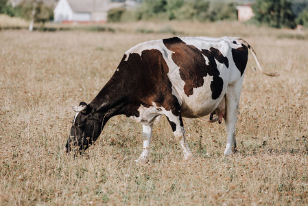 在农村田地放牧家畜牛的农图片