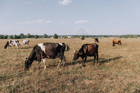 奶牛在草地上放牧的风景图片