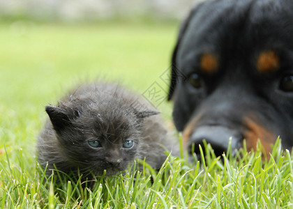 小猫和罗威纳专注于幼猫图片