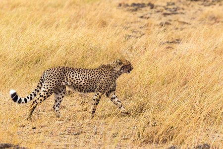 非洲猎豹MasaiMara图片
