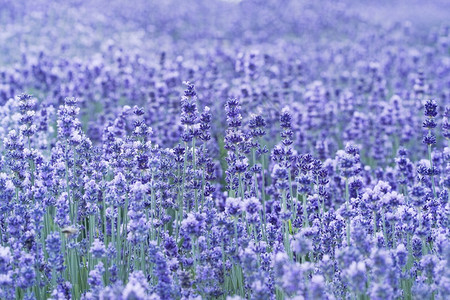 美丽芬芳的紫罗兰薰衣草田图片