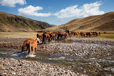 哈萨克斯坦阿拉木图地区阿西谷的一群马图片