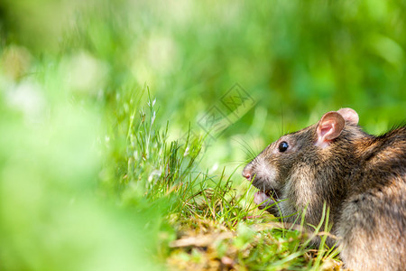野老鼠在草丛里吃东西图片