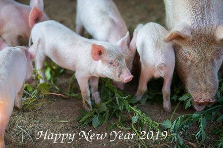 小猪吃草跟种猪201图片