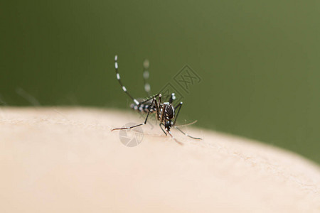 人体皮肤上的蚊子图片