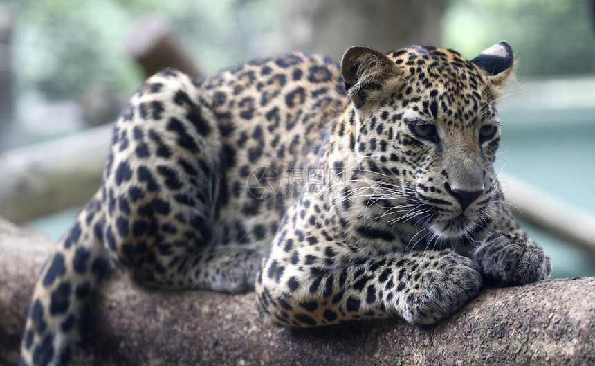 马来西亚马六甲动物园的豹子图片
