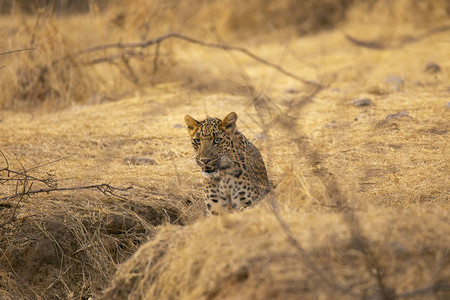 印度拉贾斯坦邦Jhalana的印度豹PantheraPardus图片