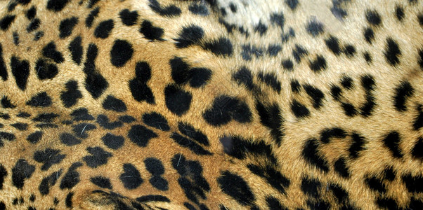 Felidae家族的豹或Pardus图片
