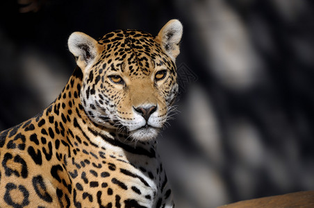 美洲豹潘捷拉在上卡岛仅次于老虎和狮子图片