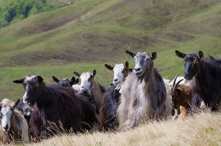 山区牧场上的山羊群喀尔巴阡山脉图片