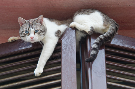 猫攀爬窗口图片