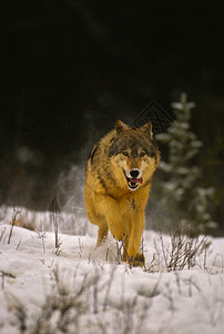 一匹狼穿过冬天的厚的雪向镜头奔跑图片素材