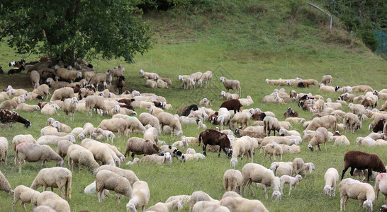 在山的草原上有绵羊图片