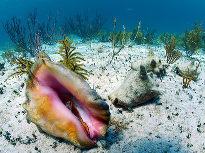 巴哈马水下海景中的海螺壳图片