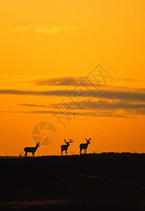 三块鹿在山脊上赚三块在色彩多的图片