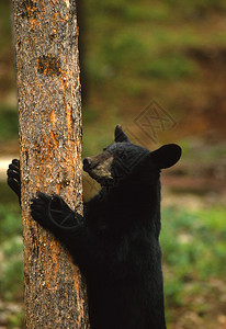 一只黑熊爬上松树图片