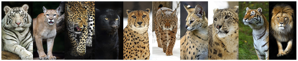 野外掠食猫科动物的拼贴画背景图片