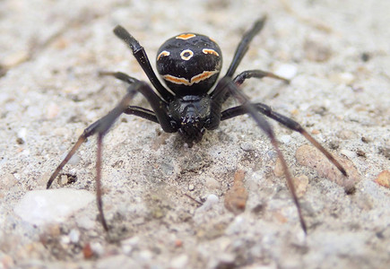 一只年轻的黑寡妇蜘蛛图片