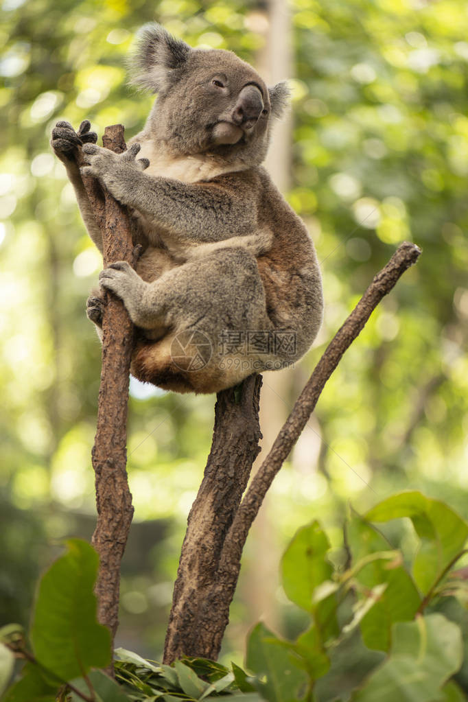 在白天休息的一棵树上可爱的澳大利图片