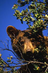 一只黑熊在橡树上吃橡子图片